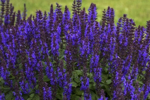 Salvia 'Bumbleblue' 